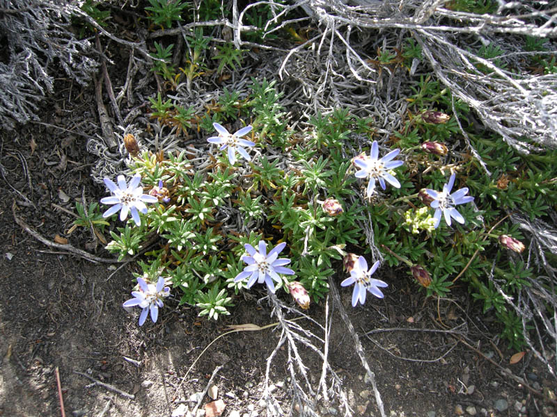 Perezia recurvata photo